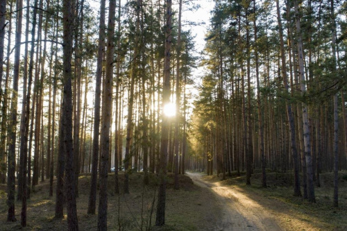 Работы по уходу за лесными культурами проведены на площади более 6 тысяч гектаров