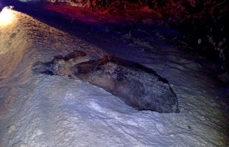 24.01.2026 Углия ростов