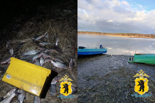 В Мышкинском районе Ярославской области оперативниками уличен местный житель, незаконно ловивший сетью рыбу на продажу