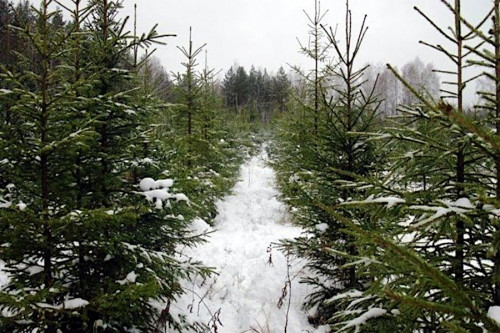 Более 350 млн рублей поступило в бюджеты за использование ярославских лесов в прошлом году