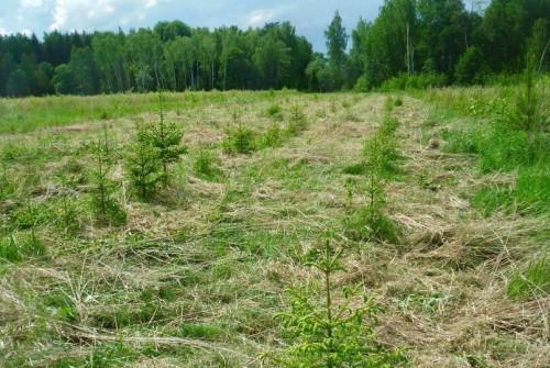 Лесовосстановление в Ярославской области в этом году провели на 10 тысячах гектаров