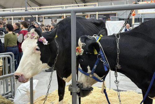 Программа по генотипированию крупного рогатого скота реализуется в Ярославской области