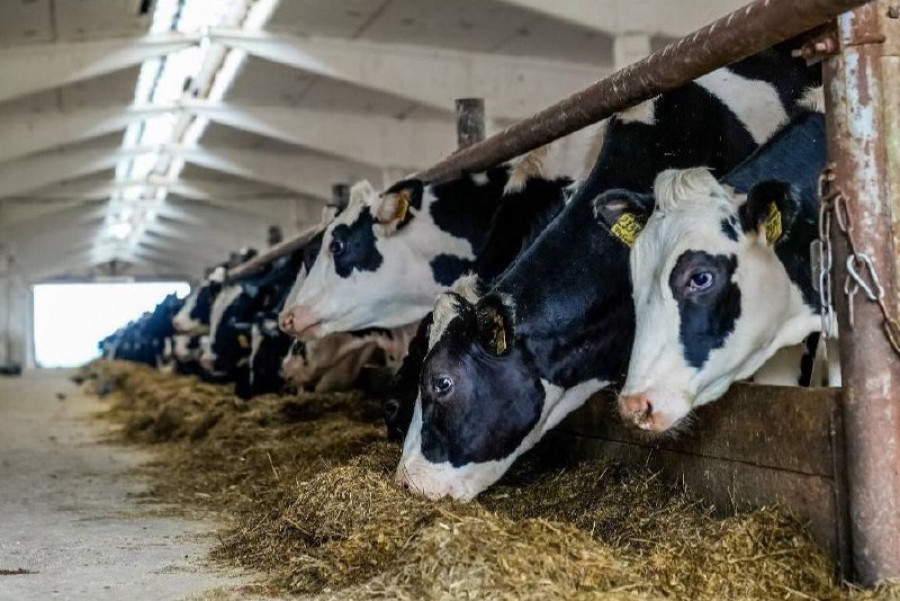 В регионе работают над улучшением ярославской породы крупного рогатого скота