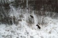 Участились случаи выхода лосей к автодорогам Ярославской области