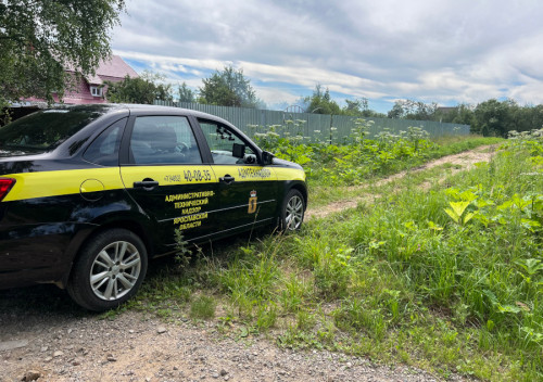 В Ярославской области обследовано более 40 процентов частных земельных участков, зараженных борщевиком Сосновского