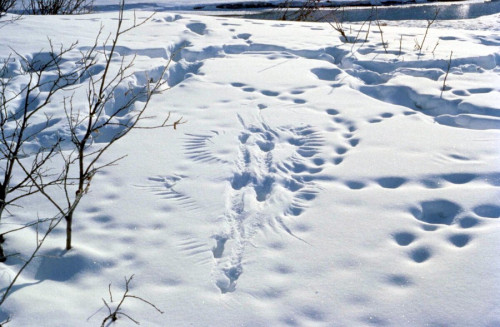 Зимний маршрутный учет диких животных начался в Ярославской области