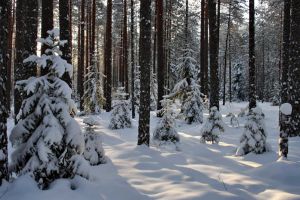 Приглашаем на субботник по подготовке лыжной трассы Игорева ручья