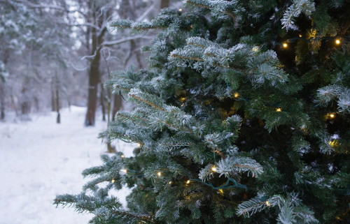 Где организована торговля натуральными елями