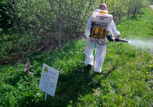 Химическая обработка зарослей борщевика на областных дорогах началась с Угличского района