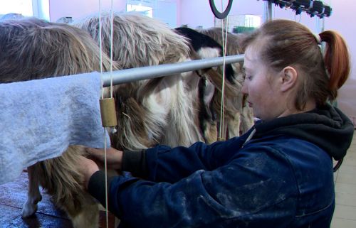 Первая партия молока тоггенбургских коз из угличского хозяйства поступила на местный сырзавод