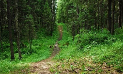 Спасли женщину, которая провела ночь в лесу