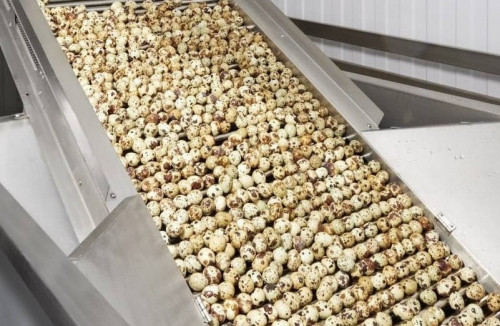 «Угличская птицефабрика» увеличила валовое производство яиц до 213,8 млн штук