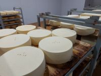 Сыр «Моцарелла» будут производить в Любиме