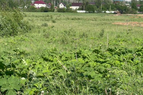 Заросли борщевика Сосновского в регионе будут фиксировать с помощью автоматических комплексов