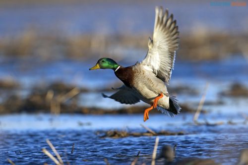 С 20 откроется охота на водоплавающую дичь