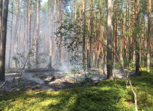 ​Ликвидированы два возгорания на территории лесного фонда области