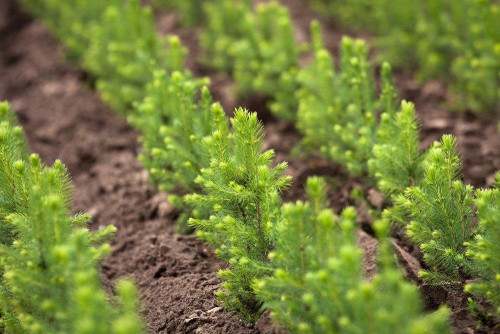 Около 9 млн елей высадят в лесах региона в следующем году