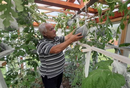 Фермер из Пошехонского района выращивает арбузы по собственной агротехнологии