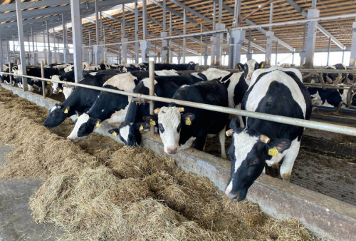 Ярославские аграрии за год произвели продукции на 70,3 млрд рублей