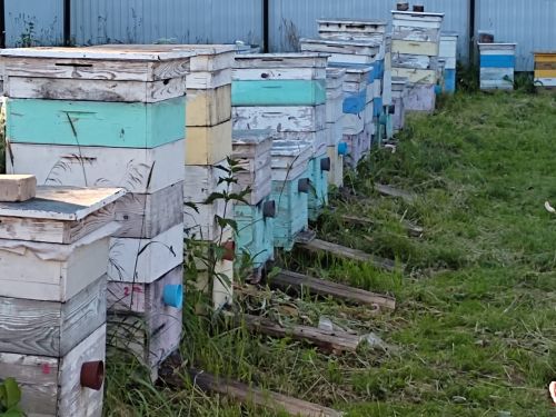 Все пасеки должны иметь ветеринарно-санитарные паспорта
