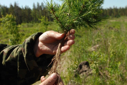 Планы по искусственному лесовосстановлению в регионе перевыполнены