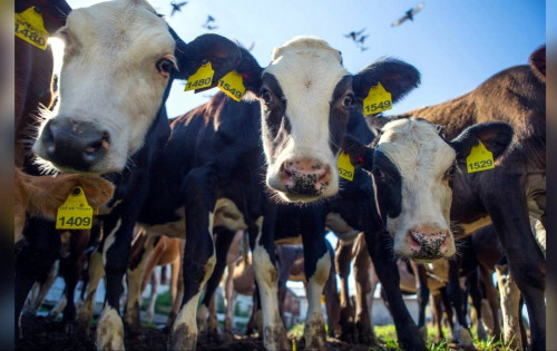 Компания «АгриВолга» вошла в топ-30 производителей молока России