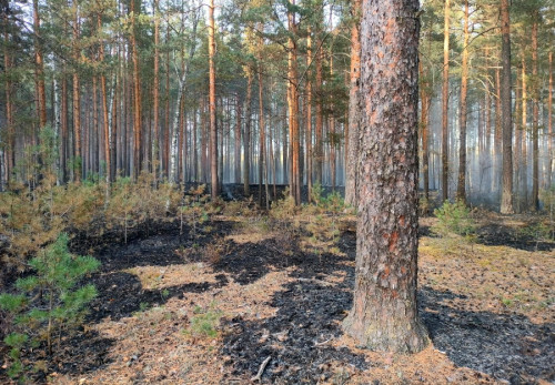 Лесной пожар ликвидирован в Ярославском районе