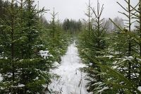 Более 480 млн рублей поступило в бюджеты разных уровней за использование лесного фонда региона