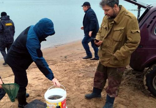 Молодь сазана выпустили в Угличское водохранилище