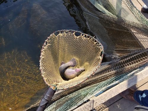 Производство товарной рыбы в регионе превысило 50 тонн в год