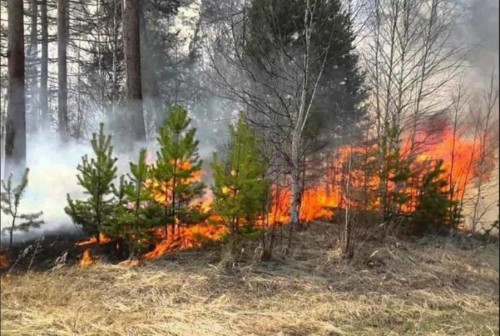 Пожар в Большесельском лесничестве ликвидирован