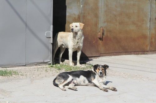 19 - 21 октября будут проводиться мероприятия по отлову безнадзорных животных