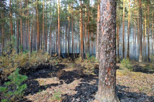 Площадь лесных пожаров в регионе сократилась на 20 процентов