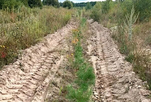 Работы по уходу за лесными культурами в регионе проведены на площади более 3 тысяч гектаров