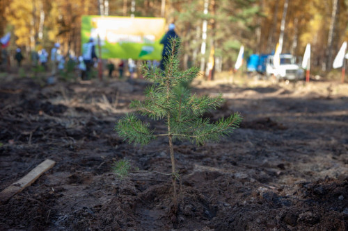 Новые деревья в лесном фонде региона в прошлом году высажены на площади более 8 тысяч гектаров